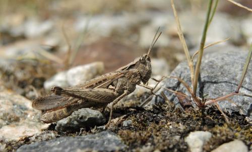 Chorthippus jacobsi